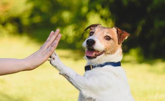 Jak unikać najczęstszych błędów w wychowaniu psa dzięki szkoleniom?