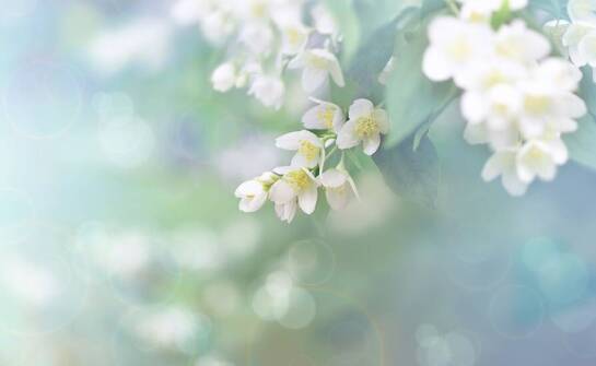 Krzewy do ogrodu jako naturalna osłona przed wiatrem