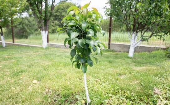 Drzewka kolumnowe: jak wpływają na różnorodność biologiczną ogrodu?