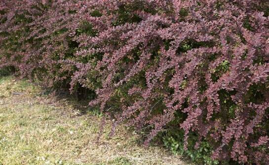 Dlaczego berberys czerwony to idealny wybór na żywopłot?