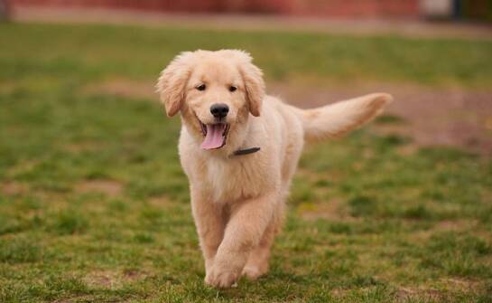 Konsultacje behawioralne a rozwój umiejętności komunikacyjnych u psów we Wrocławiu