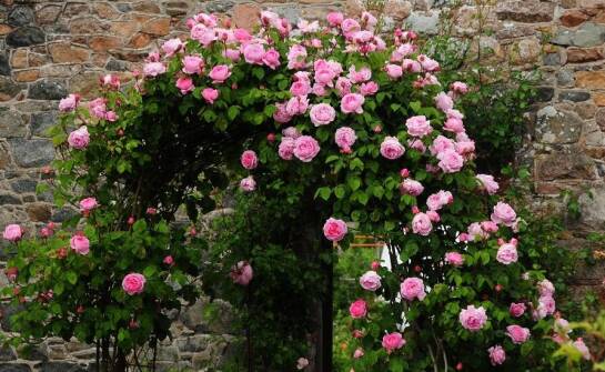 Róża pnąca jako naturalna osłona w ogrodzie