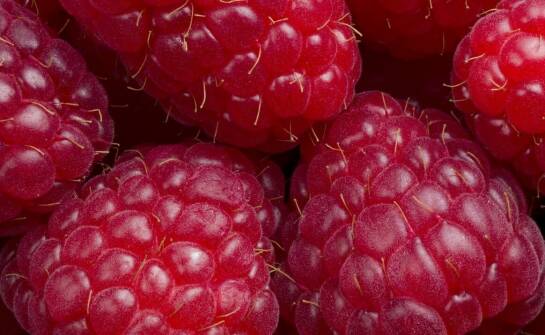 Czym nawozić maliny, aby poprawić ich smak i jakość owoców?