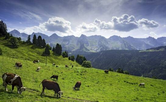 Zastosowanie promotorów wzrostu w zrównoważonej produkcji bydła