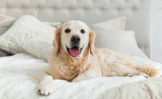 Jakie legowiska dla psa są najlepsze na chłodniejsze dni?