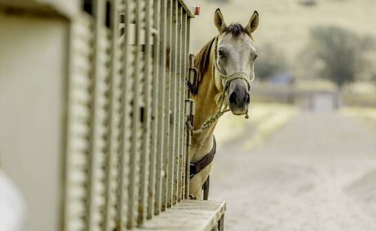 Elektrolity w proszku a równowaga elektrolitowa u koni - co warto wiedzieć?
