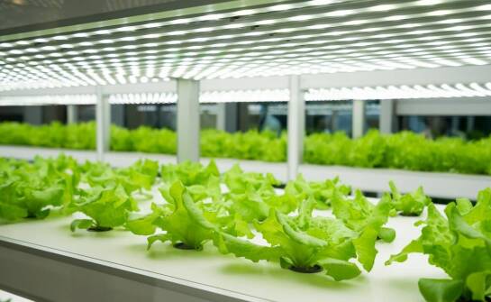 Jakie technologie są stosowane w nowoczesnych zestawach do uprawy grzybów?