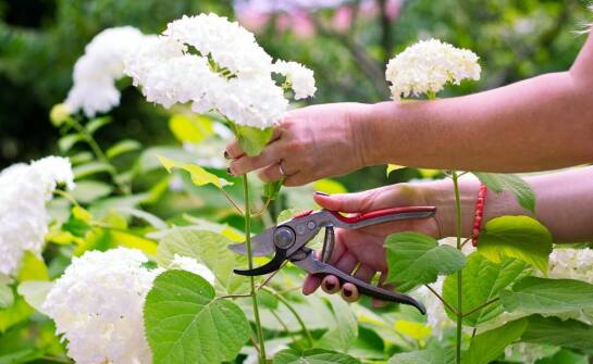 Sekatory do gałęzi a wygoda pracy – co oferują nowoczesne modele?