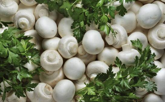 How Mushroom Suppliers Influence the Seasonality of the Culinary Offer?