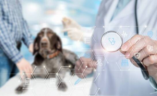 Reproduktor wyżeł włoski krótkowłosy: jakie sukcesy wystawowe osiąga?