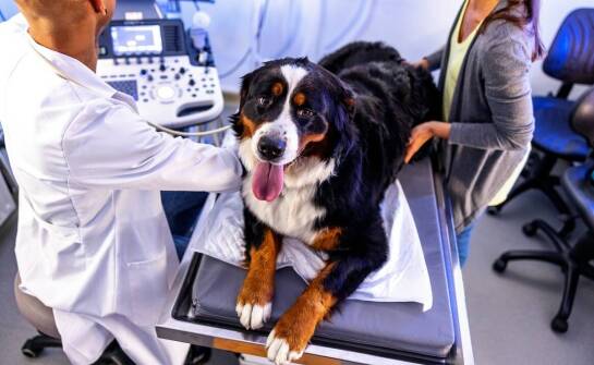 Jakie są najczęstsze pytania właścicieli dotyczące badań USG u zwierząt?