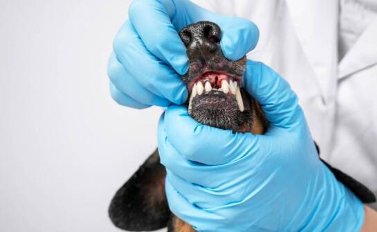 Rola stomatologa dla psa w zapobieganiu chorobom dziąseł