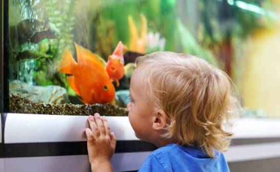 Jak założyć akwarium?