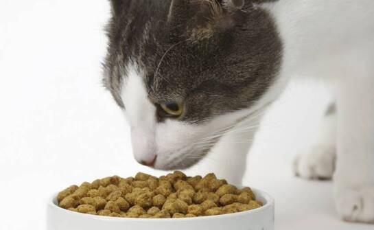 Jak ekologiczne wybory karmy wpływają na środowisko i zdrowie kotów?