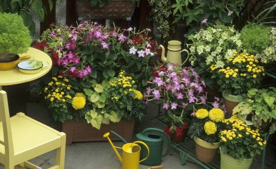 Skrzynka balkonowa 50 cm - jakie warunki zapewnić dla najlepszych efektów uprawy?