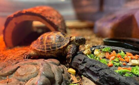 Wpływ misek na ekosystem terrarium: jakie materiały są najlepsze?