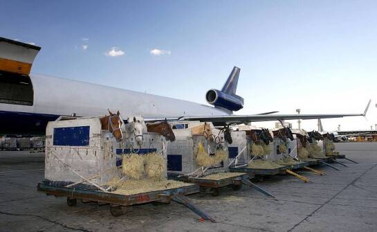 Specyfika transportu zwierząt drogą lotniczą – kluczowe wyzwania