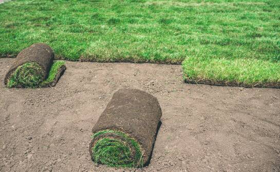 Jak trawniki z rolki przyczyniają się do szybkiego zazielenienia przestrzeni ogrodowej?