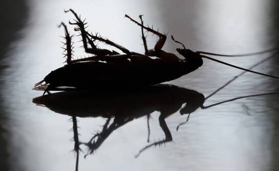 Efektywne sposoby na eliminację prusaków – nasza oferta dla zarządców nieruchomości