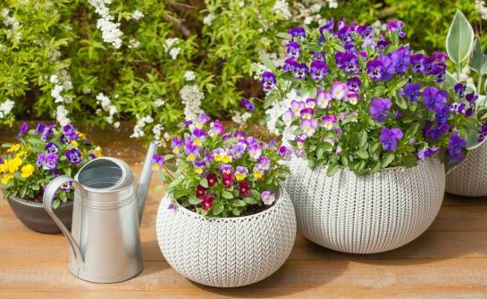 Wybór odpowiednich donic do uprawy pierwiosnka białego na balkonie