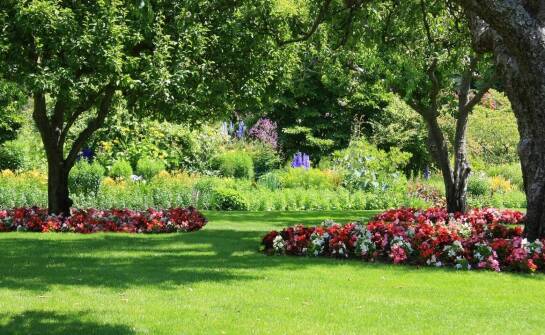 Wybór idealnych drzew liściastych do Twojego ogrodu z oferty szkółki