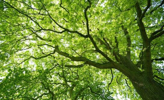 Jakich warunków wymaga katalpa szczepiona na pniu 200 cm?