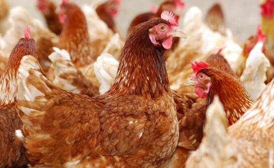 Jakie parametry techniczne należy zweryfikować przed zakupem urządzenia do mechanicznego usuwania piór z rynku wtórnego?