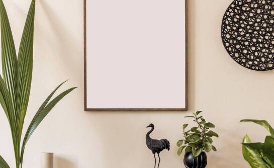 Jakie stanowisko wybrać dla sansevierii wysokiej w mieszkaniu?