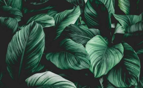 Czy warto inwestować w bardziej kosztowne odmiany sansewierii trifasciata moonshine?