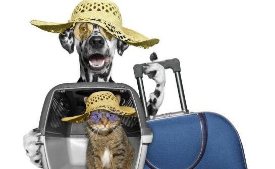 Kluczowe cechy nosidełek dla kota dla osób podróżujących samochodem