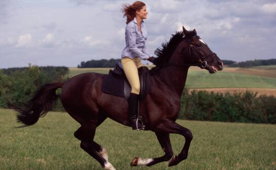 Warum sind Ecomaty auf Reitplätzen unverzichtbar?