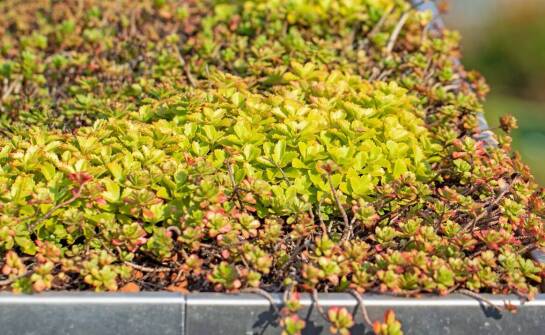 Dachy zielonka – jak zapewnić skuteczną termoizolację swojego dachu?