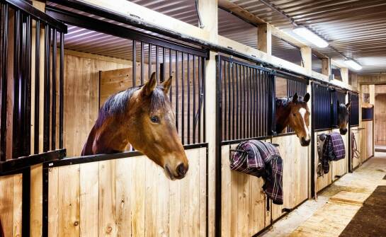 Właściwości mat prasowanych dla koni – co wyróżnia je na rynku?