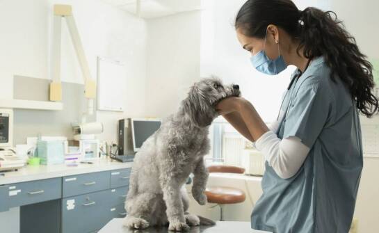 Jakie są najczęstsze schorzenia dziąseł u zwierząt i jak je leczyć?