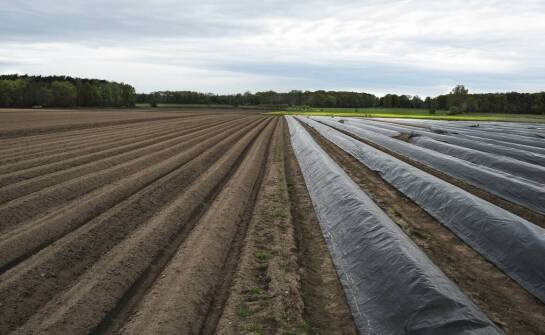 Korzyści z użycia agrotkaniny na chwasty w dużych uprawach rolniczych