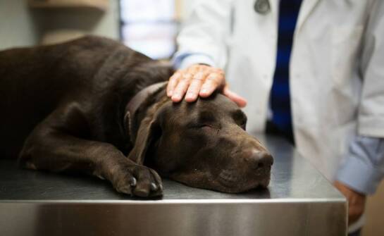 W jaki sposób pogotowie weterynaryjne dba o komfort i minimalizację stresu u zwierząt?