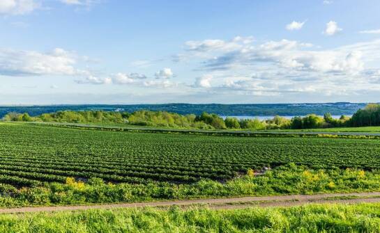 Monitoring plantacji truskawek: jak zwiększyć efektywność uprawy