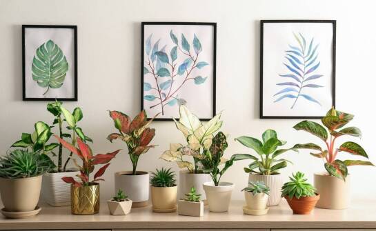 Kwiaty doniczkowe online: na co zwrócić uwagę przy wyborze dostawcy?