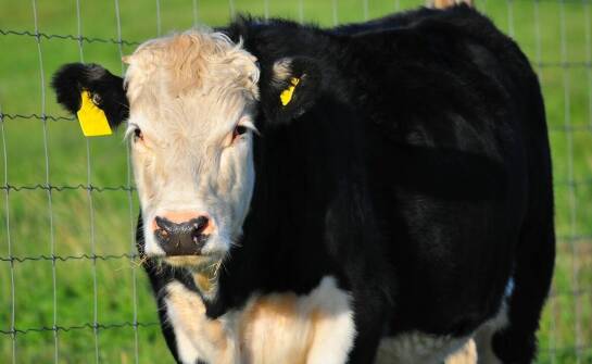 Innowacyjne technologie w ogrodzeniach elektrycznych dla bydła
