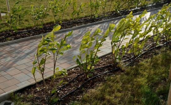 Jakie są najważniejsze aspekty pielęgnacji młodych sadzonek laurowiśni etnej?