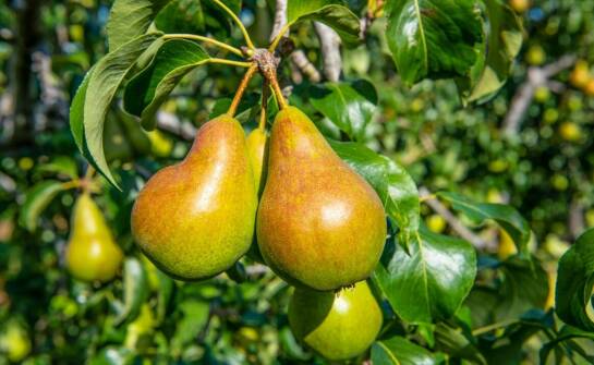 Optymalne warunki do wzrostu pigwy bereczki w Twoim ogrodzie