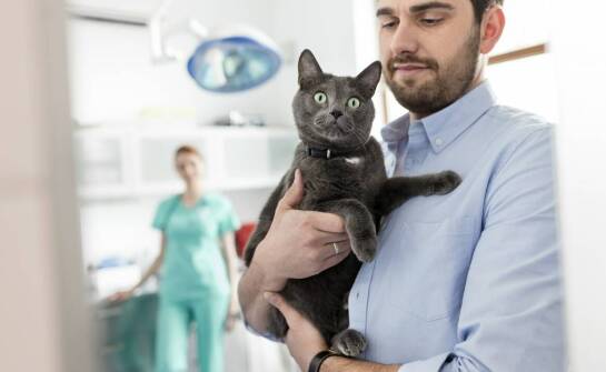 Jakie są zalecenia dotyczące częstotliwości odrobaczania kotów domowych i wychodzących?