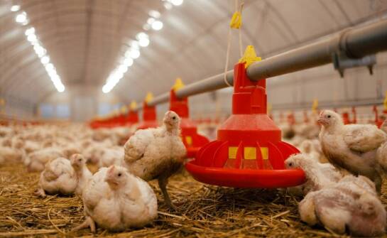 Wpływ odpowiednio dobranych karmników na zdrowie i wydajność gołębi