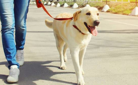 Wybór smyczy taśmowej dla psa na każdą okazję: od codziennych spacerów po specjalne wydarzenia
