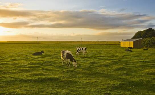 Jakie gatunki traw powinny dominować w mieszance pastwiskowej dla bydła?