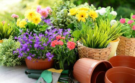 Jak dom seniora wykorzystuje przestrzeń ogrodową do poprawy jakości życia?