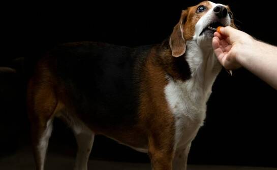 Jak dbać o higienę saszetki na przysmaki?