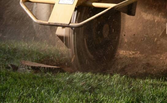 Rola frezowania pni drzew w procesie przygotowania terenu pod nowe nasadzenia