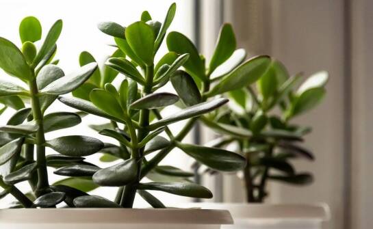 Wpływ wilgotności powietrza na zdrowie i wygląd Hoya