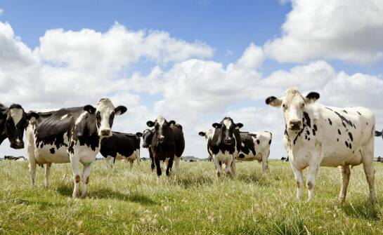 Jak tematyka farmy w puzzlach wpływa na naukę o zwierzętach gospodarskich?